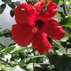 Meet your Posher, Trena